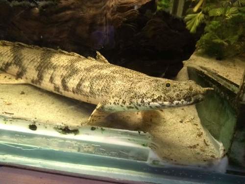 Short Body Endlicheri