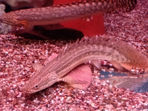 Polypterus Lapradei