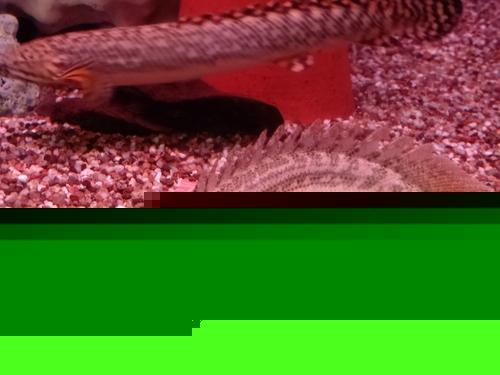Hybrid Polypterus lapradei x endlicheri