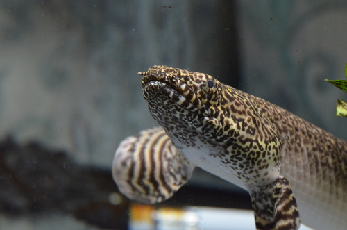 Ornatipinnis