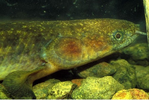 Marbled Bichir