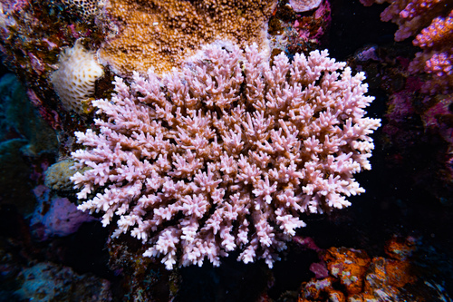 Purple Staghorn coral