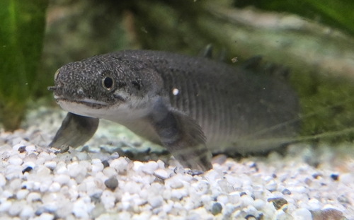Senegal/Cuvier's Bichir Golden Longfin