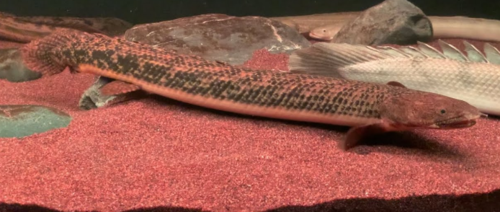 Golden Polypterus teugelsi