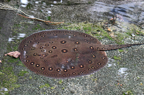 Marble Motoro Stingray