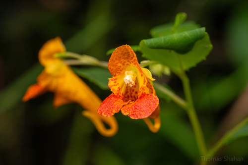 Orange Motoro Stingray