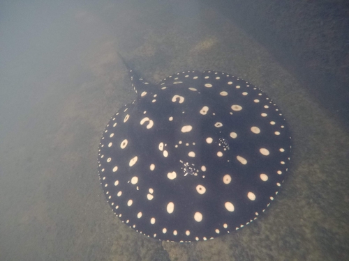 Leopoldi Stingray (PAIRS)