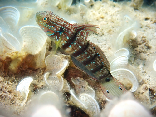 Butterfly Goby/Sleeper Bandit Goby