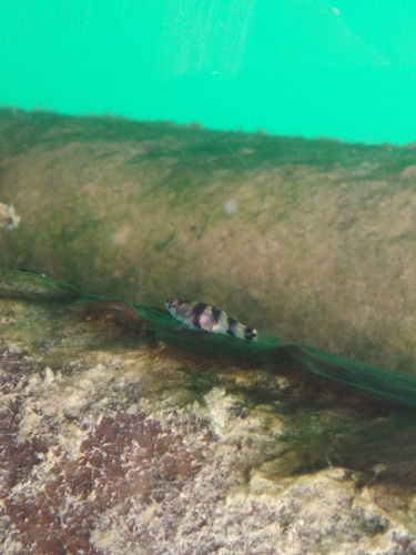 Schooling Bumble Bee Goby
