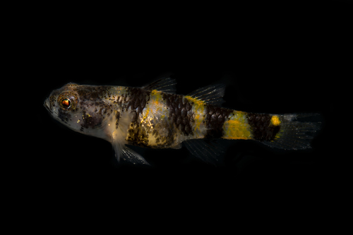 Mini Goby