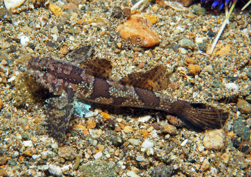 Hasselt's Goby
