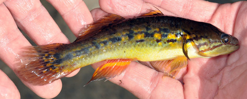 Rainbow Gudgeon (JUMBO)