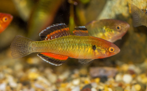 Hypseleotris compressa