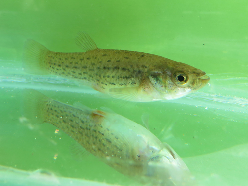 Onesided livebearer