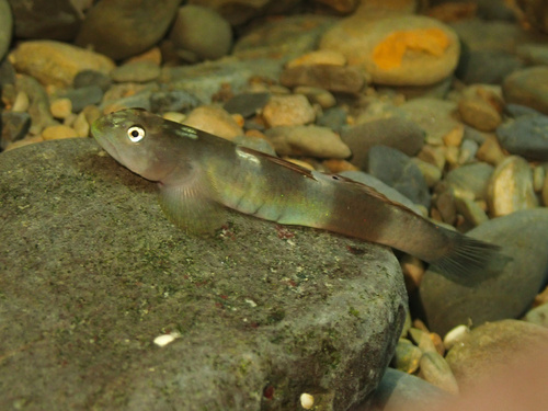 Blue Bellied Sun Goby