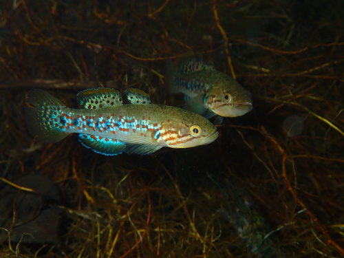 Northern Purple Spotted Gudgeon