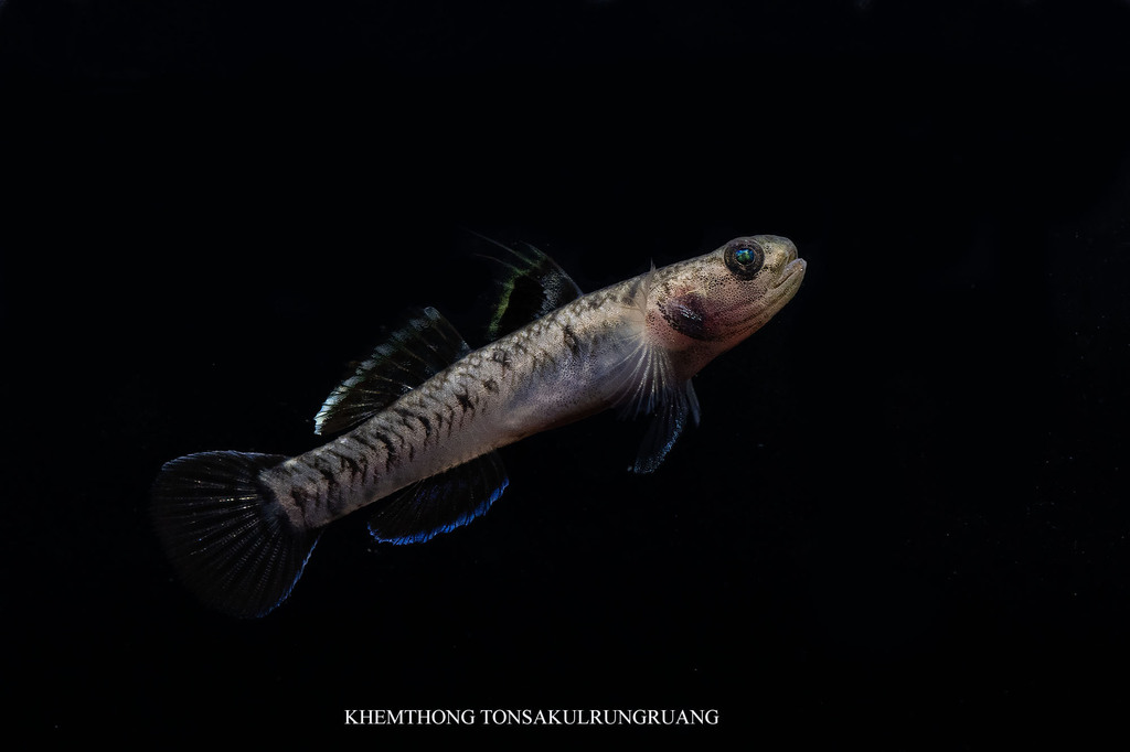 Kanu Gobies (IDV)