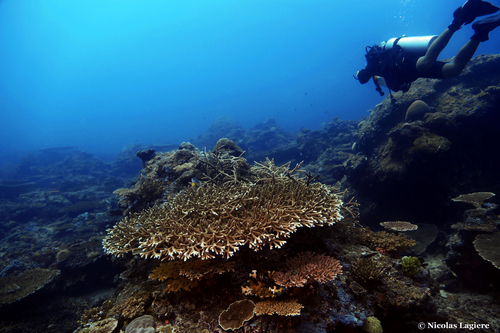 Blue Staghorn coral