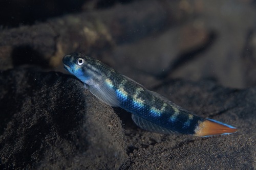 Red-tailed goby