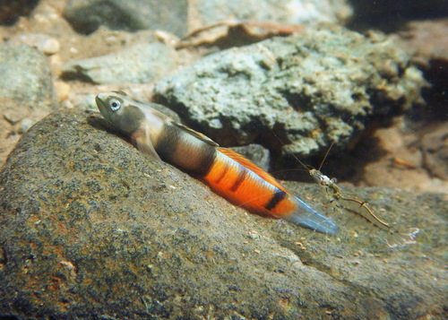 Red Stripes Gobies