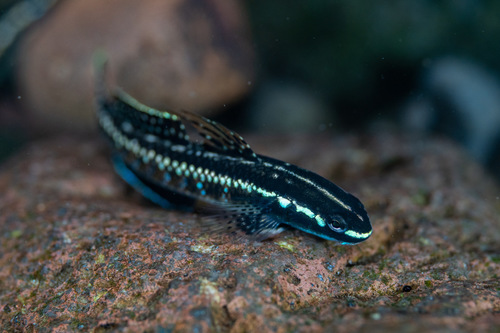 Green Riffle Stiphodon Goby