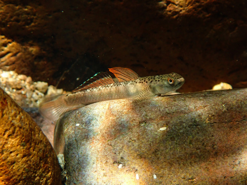 Orange Fin Goby