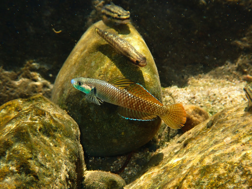 Rainbow Goby