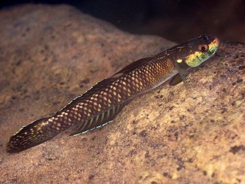 Palauan Riffle Goby