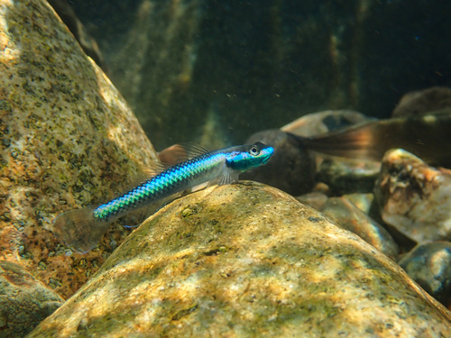 PAPUA Cobalt Blue Goby