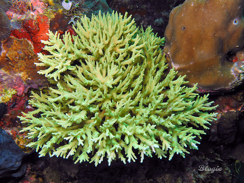 Purple Staghorn coral