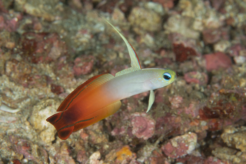 Red Goby