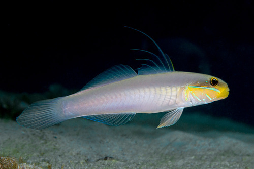 Blue Goby