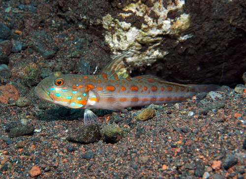 Orange Goby