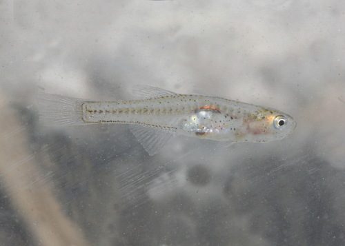 Glass Goby