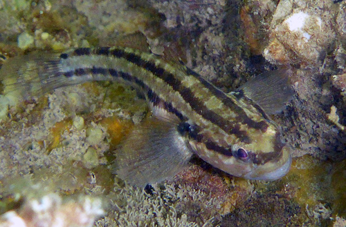 Striped Goby