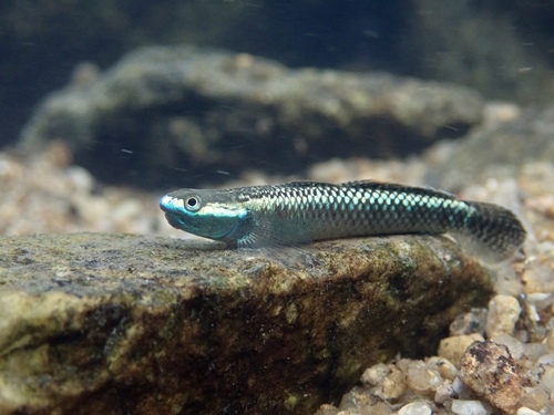 Blue Neon Goby