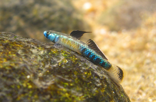 Mountain Rock Goby