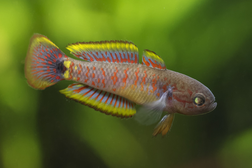 Peacock Goby