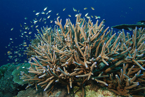 Orange Staghorn coral