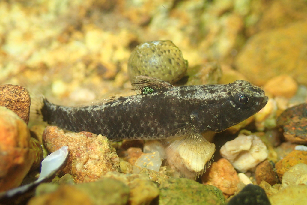 Photo of Lever's Goby