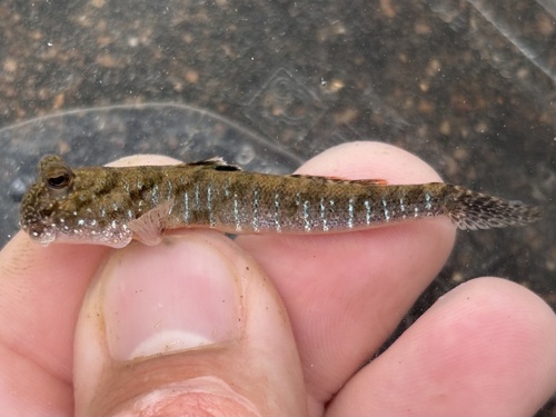 Graceful Indonesia Mudskipper Goby