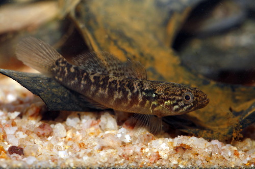 Poreless Gudgeon