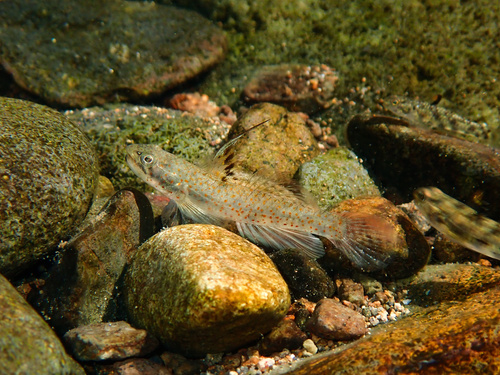 Lumbantobing Goby