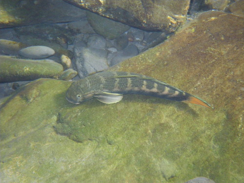 Yellowtail Rockclimbing Goby