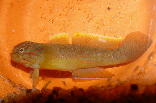 Goby Allomogurnda