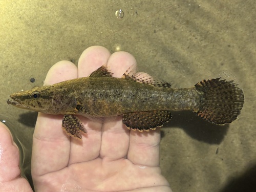 Duckbill Sleeper Goby