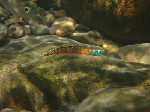 Golden Red Stiphodon