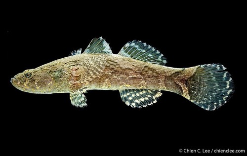 Marble Goby