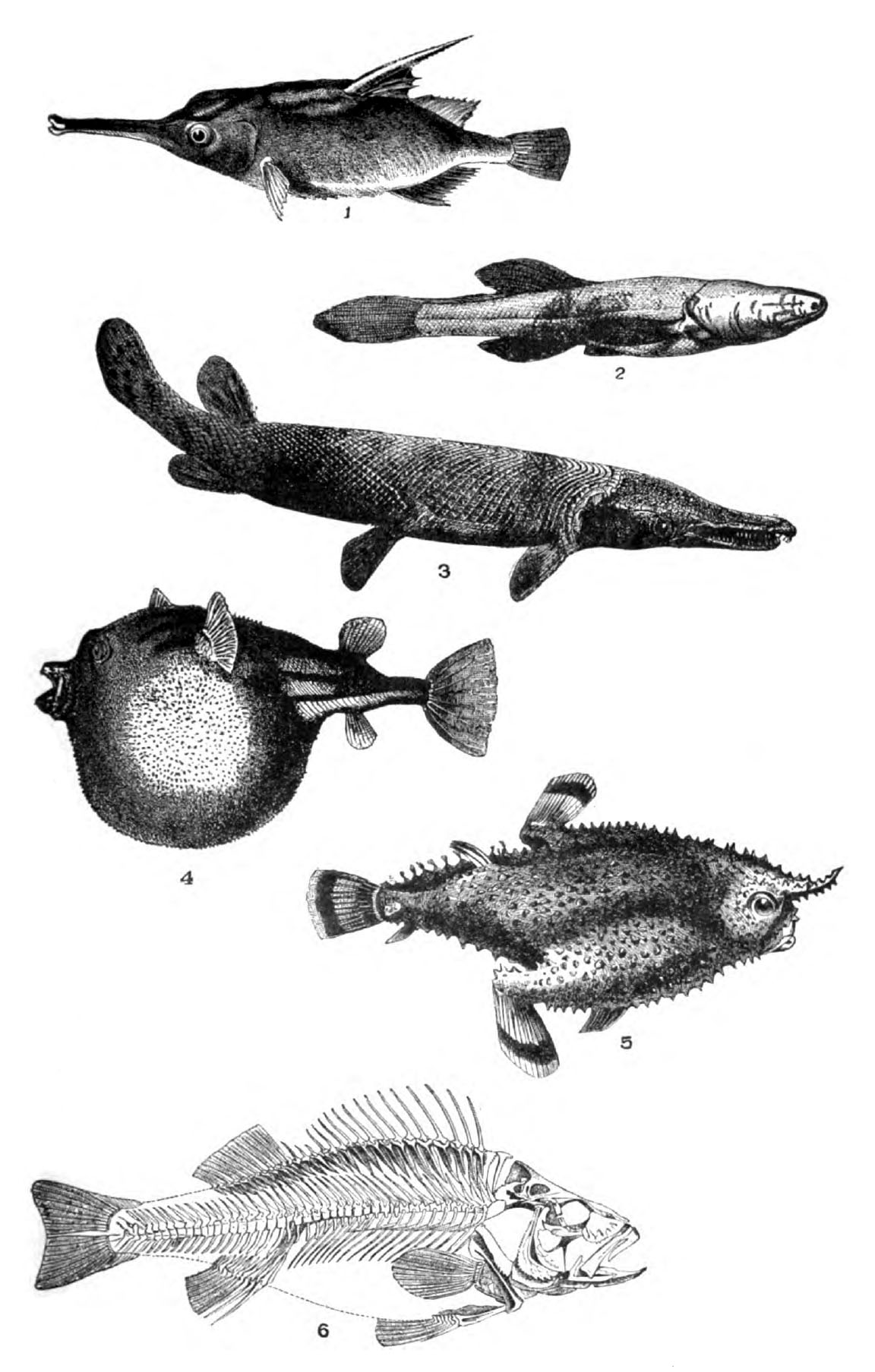 Freshwater Nile Puffer Fish