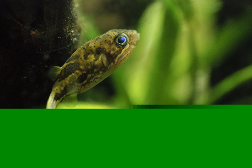 Dwarf Puffer Fish